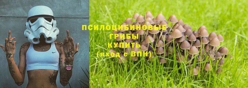 закладка  Сергач  Галлюциногенные грибы Psilocybine cubensis 